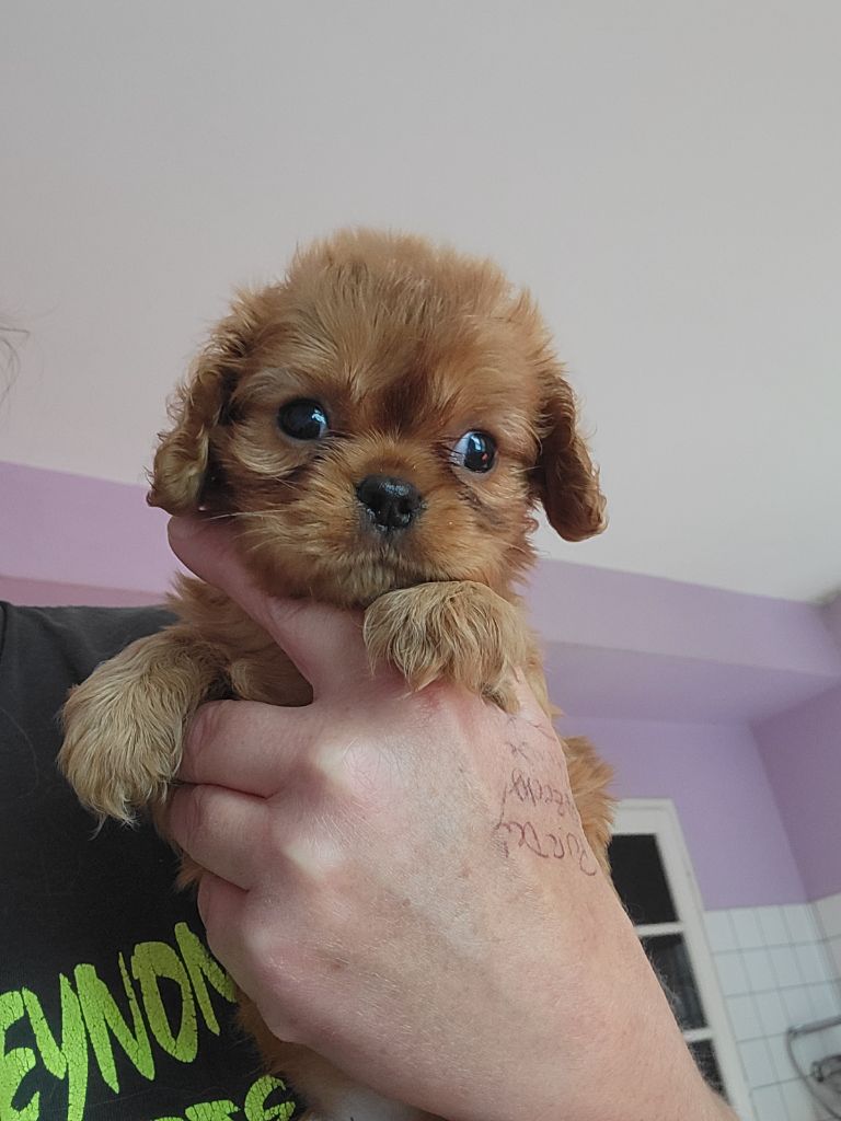 De la geode - Chiot disponible  - Cavalier King Charles Spaniel