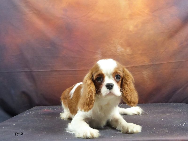 De la geode - Chiot disponible  - Cavalier King Charles Spaniel