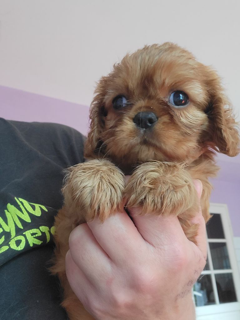 De la geode - Chiot disponible  - Cavalier King Charles Spaniel