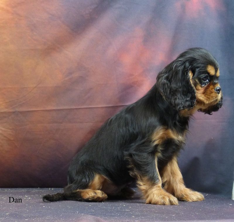 De la geode - Chiot disponible  - Cavalier King Charles Spaniel