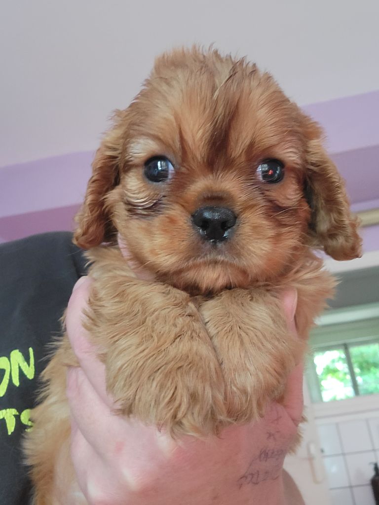 De la geode - Chiot disponible  - Cavalier King Charles Spaniel