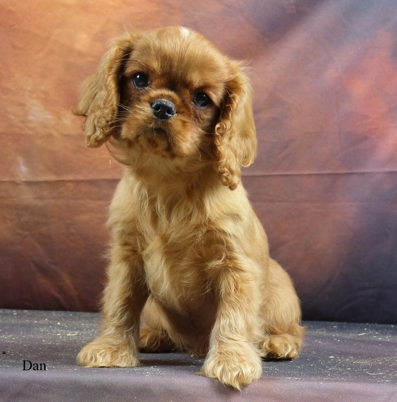 De la geode - Chiot disponible  - Cavalier King Charles Spaniel