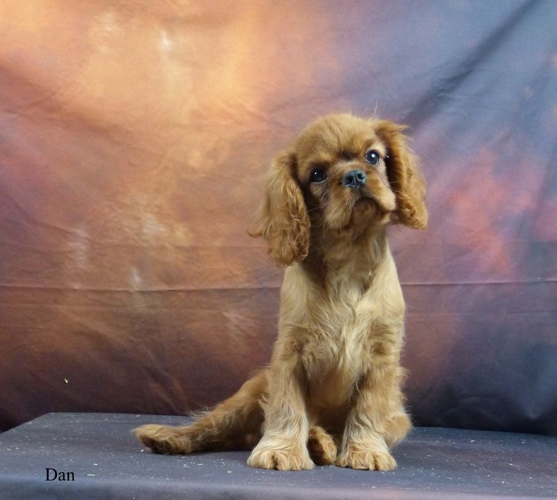 De la geode - Chiot disponible  - Cavalier King Charles Spaniel