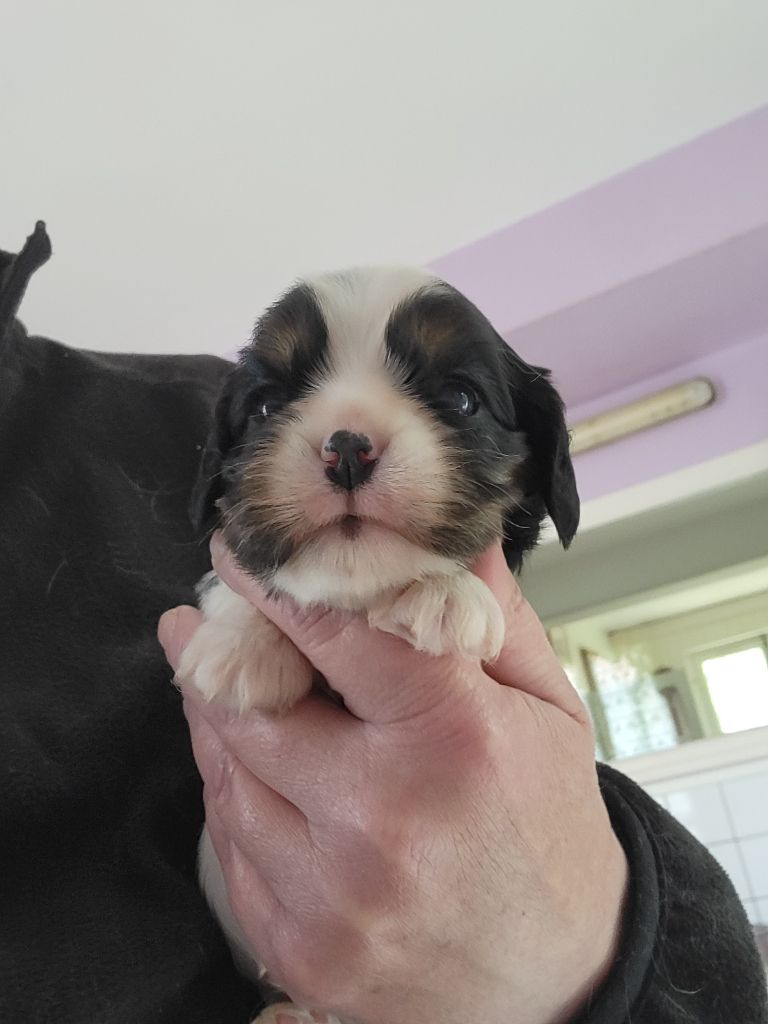 De la geode - Chiot disponible  - Cavalier King Charles Spaniel