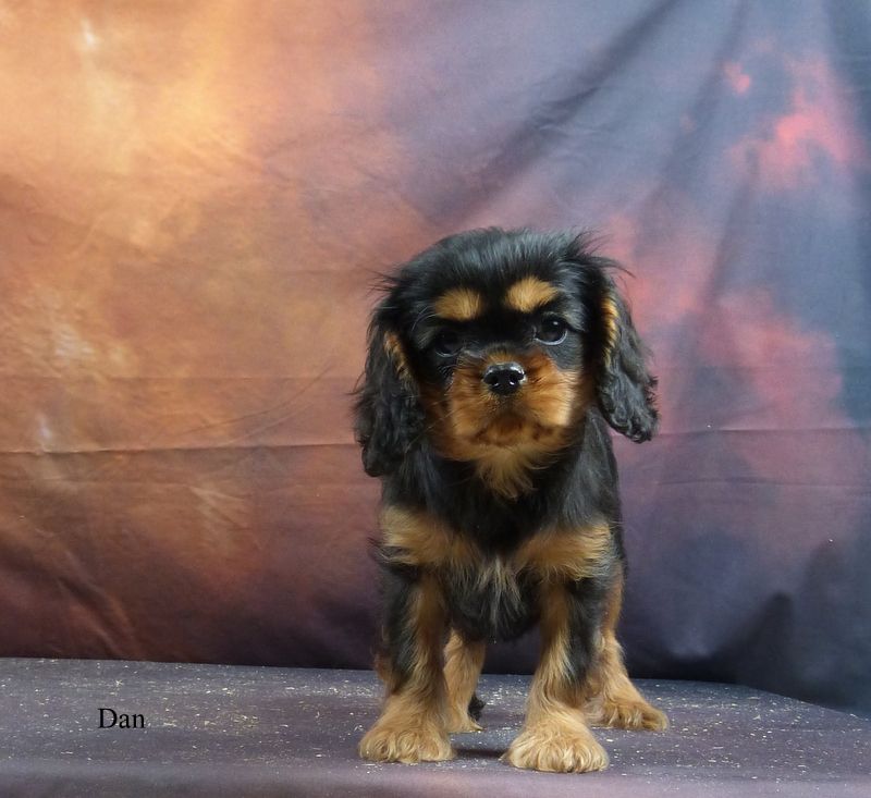 De la geode - Chiot disponible  - Cavalier King Charles Spaniel