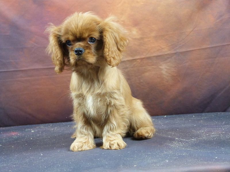 De la geode - Chiot disponible  - Cavalier King Charles Spaniel