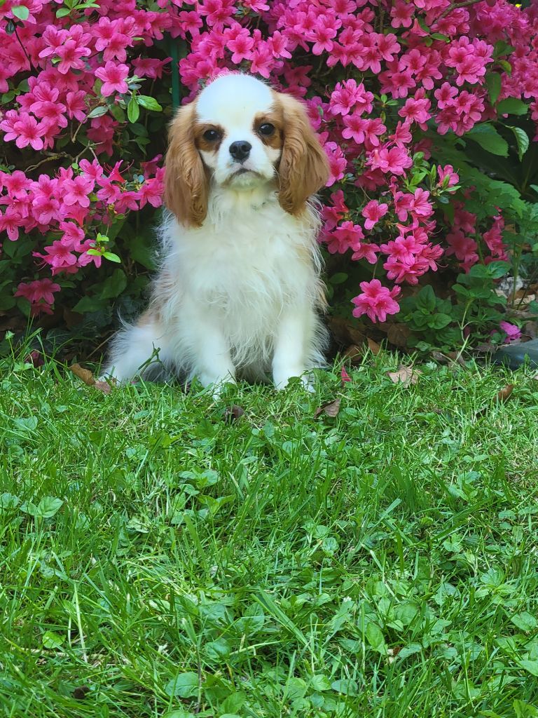 De la geode - Chiots disponibles - Cavalier King Charles Spaniel