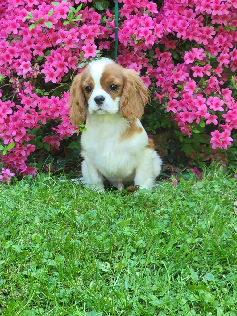 De la geode - Chiots disponibles - Cavalier King Charles Spaniel