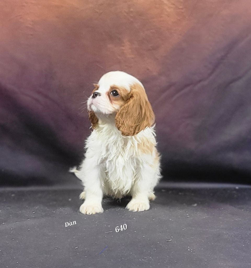 De la geode - Chiots disponibles - Cavalier King Charles Spaniel