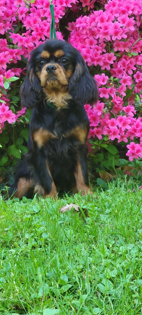 De la geode - Chiots disponibles - Cavalier King Charles Spaniel