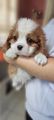 CHIOT 1
