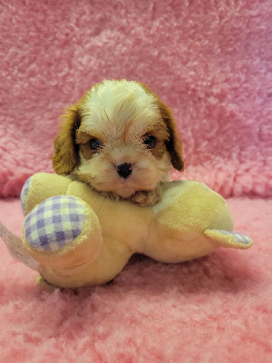 CHIOT 2