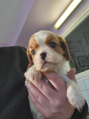 CHIOT