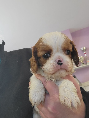 CHIOT