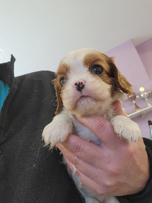 CHIOT