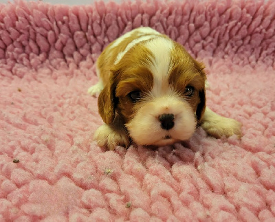 CHIOT 2