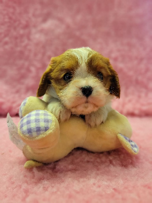 CHIOT 3