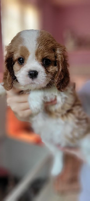 CHIOT 3