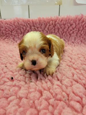 CHIOT 1