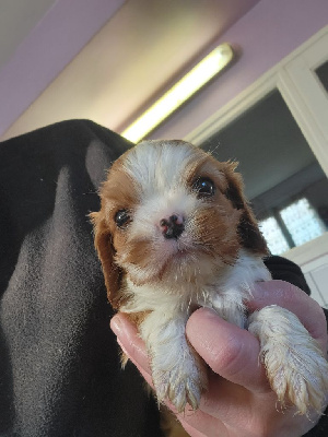 CHIOT