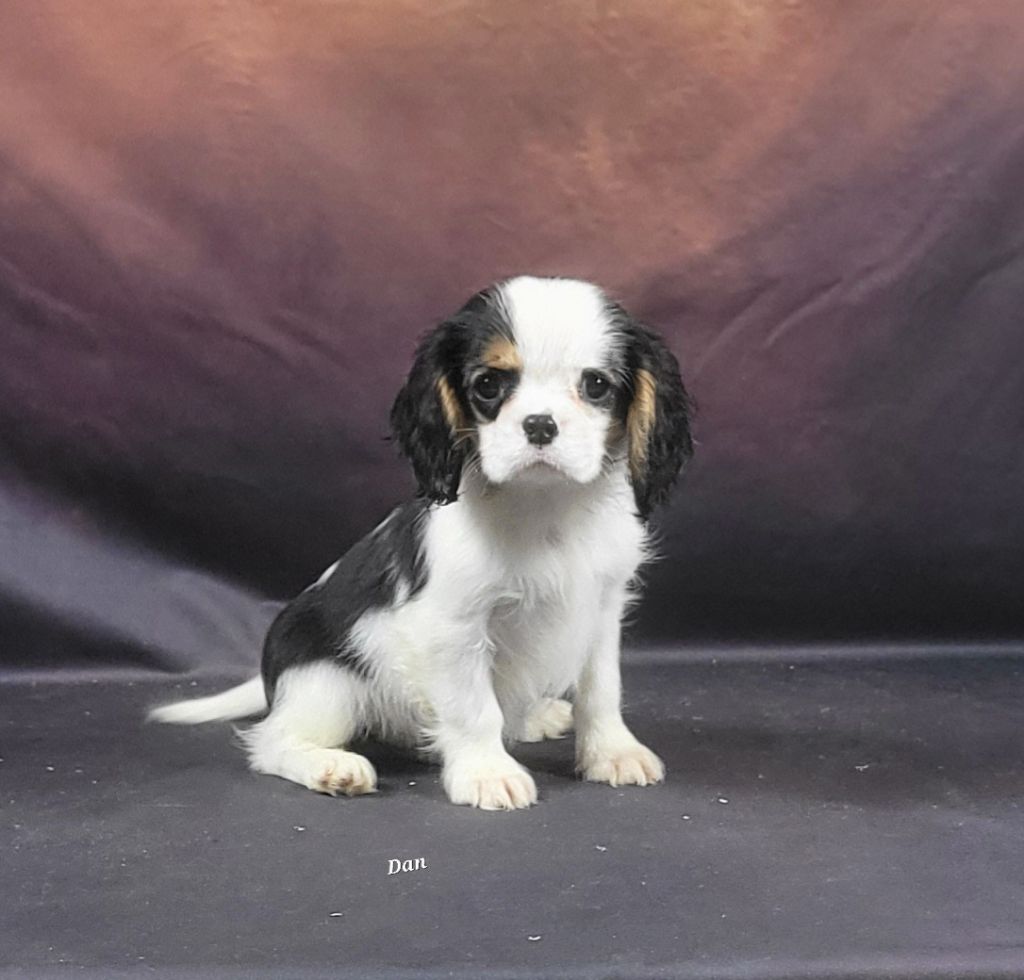 De la geode - Chiots disponibles - Cavalier King Charles Spaniel