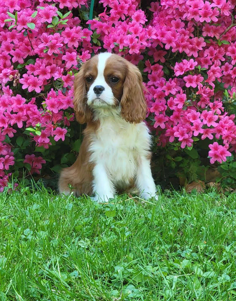 De la geode - Chiots disponibles - Cavalier King Charles Spaniel